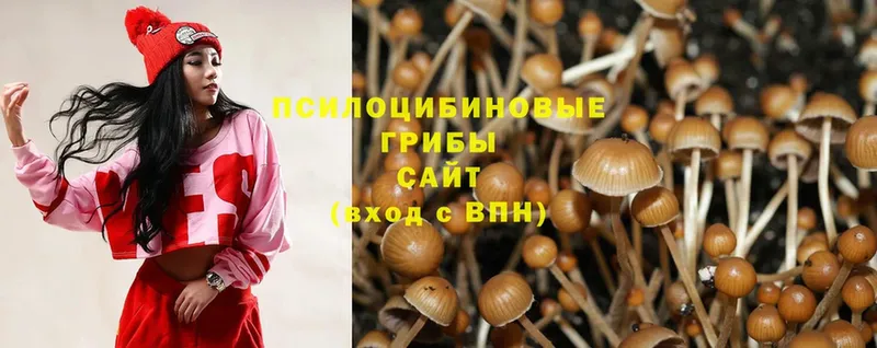 Галлюциногенные грибы Psilocybe  Армавир 